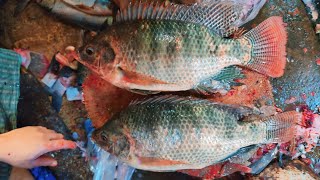 Popular Big Tilapia Fish Cutting Skills Live in Fish Market  Excellent Fish Cutting Skills [upl. by Yee]