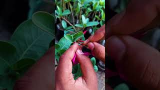 Adenium Plant Polination jarif gardening [upl. by Dun324]