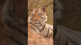 Tigers of bandhavgarhBandhavgarh national park bandhavgarhtigerreserve shorts youtubeshorts [upl. by Okia802]