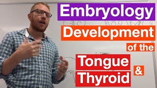 Development of the Tongue and Thyroid  Embryology [upl. by Rettig]