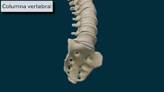 Columna Vertebral Generalidades [upl. by Teillo438]