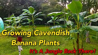 Growing Cavendish Banana Plants  It’s A Jungle Back There [upl. by Oringa930]