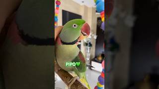 pamflet parrot nimfa funnyanimal birds funnybird papagal pets funnylovebird [upl. by Ranitta]