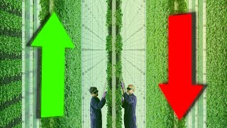 Vertical Farming Up or Down [upl. by Ansilme]