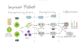 Growing Stem Cells [upl. by Myrtle]