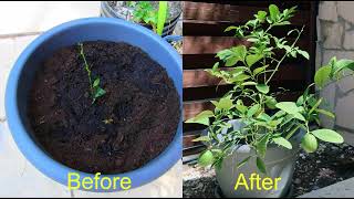 Plenty of Oranges Lidl Calamondin Citrus Tree After 3 Years [upl. by Anirbes237]