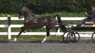 Open Hackney horse class at Patchetts 2010 [upl. by Goltz]