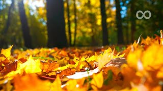 10 Hours of Relaxing Music  Sleep Music Cello amp Piano Music for Stress Relief Zoe [upl. by Durkin852]