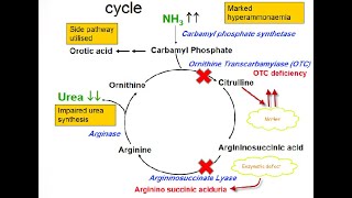 Argininosuccinic Aciduria Acidemia Defects in Arginosuccinase enzyme in the Urea cycle [upl. by Airdnaz]