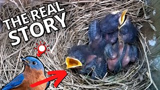 Fascinating Bluebird Chick Development From Inside The Nest [upl. by Torruella]