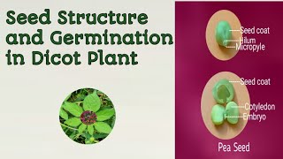 Dicot Seed Structure [upl. by Enelav]