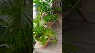 Areca palm care plants gardening shorts [upl. by Nanci]