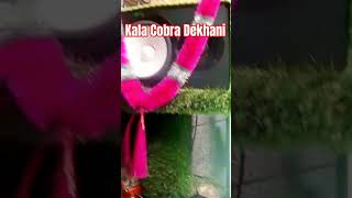 Kala Cobra  Chandan Chanchal  Bhojpuri Song  New Song Treanding shorts bhojpurisong [upl. by Leiso348]