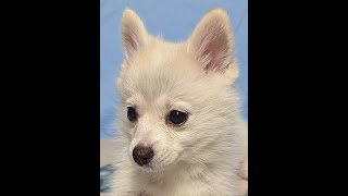 Maltese and Pomsky Puppies Playing [upl. by Kimber688]