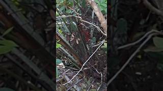 Northern Cardinal Hides in Saw Palmetto Yellow Trail Econlockhatchee Sandhills Conservation Area [upl. by Nogras]