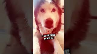 Dieser eine Tag hund tierliebe wissenswert hunde tiere doglover [upl. by Eeladnerb373]