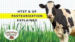 Pasteurization of Milk Explained shorts [upl. by Donella]