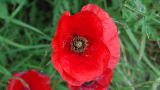 The Archers Remembrance Sunday Service 2014 [upl. by Donnamarie589]