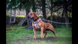 South African Boerboel Guard Dog [upl. by Oigroig]