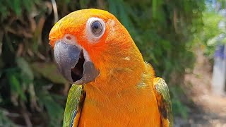 call for birds Sun Conure Bird Sounds conurebird conuresounds sunconure [upl. by Aisatana306]