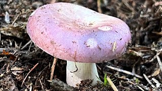 4K Russula cyanoxantha Mushroom Identification [upl. by Marwin]