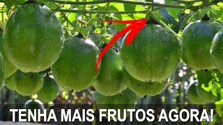 3° PODA DO MARACUJÁ  TENHA MAIS FRUTOS COM ESSA DICA [upl. by Lemal]