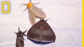 Why Moths are Obsessed with Lamps  National Geographic [upl. by Roanne822]