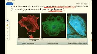 biophysics lecture2 dentistry gu  Eucaryotic cell and cytoskeleton [upl. by Cathleen781]