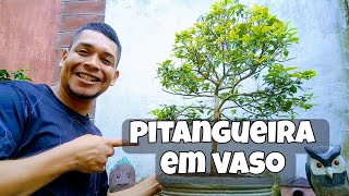 Replante da Pitangueira em Vaso mais atualização [upl. by Pliske]