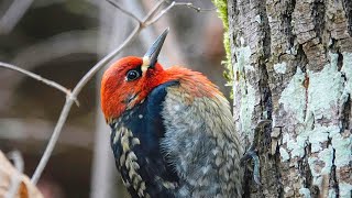 Up Close With A Redbreasted Sapsucker [upl. by Atalayah428]