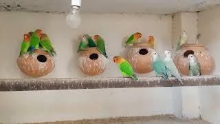 Lovebird Colony Video  Lovebird breeding Colony worldpetslover AhmadPetsVloger [upl. by Tressa]