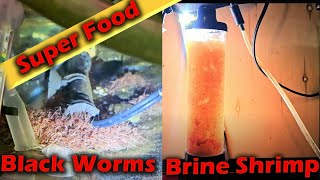 How to HATCH Baby Brine Shrimp and GROW Black Worms for Fresh Water Aquarium [upl. by Fernas]