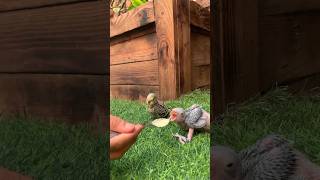 parrot 🐦 baby hand feeding chal Raha hey subscribe to My channel like comment and share mabirdcare [upl. by Eednarb916]