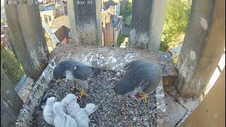 Worcester Cathedral Peregrines Feeding  10052023 [upl. by Bryan]