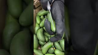 harvest baby cucumbers vegetables allhah fruit [upl. by Dacy569]