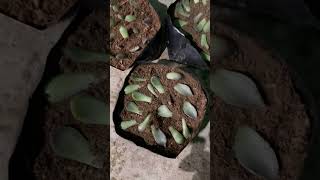 Propagation of different types of ECHEVERIA garden orgnaicfarming  mini vlog [upl. by Acima]