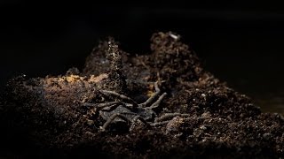 Snail Eating Harvestman [upl. by Rollie]