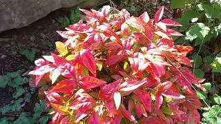 Firepower Nandina Heavenly Bamboo [upl. by Anits]