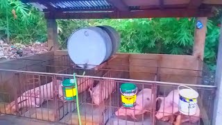 NEW BACKYARD PIGGERY DESIGN MAS MABILIS PAGLAKI NG BABOY NEGOSYONG BABUYAN [upl. by Eliam]