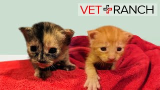 Newborn Homeless Kittens quotDropped Offquot SAVED [upl. by Lapotin869]