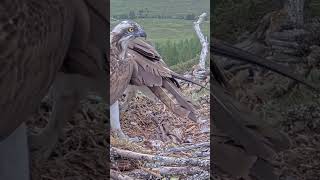 P302 Review birds nest life mom birds brings food to feed her babies in their nest birdslover [upl. by Enihpad420]