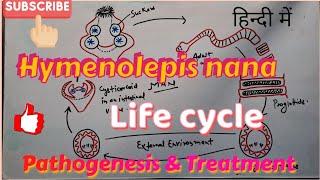 Hymenolepis nana Life cycle Clinical symptoms amp Treatment  in hindi [upl. by Artemas]