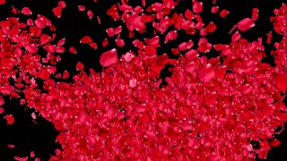 FALLING PETALS Background Effect  ROSE PETALS Falling  Black Screen [upl. by Krystal]