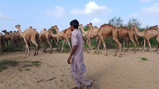 Thar desert of camels eating trees camellife nature thar beauty ll camel of thar [upl. by Neelhtak]