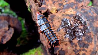 Platerodrilus paradoxus  TRILOBITE BEETLE  TRILOBITKÄFER [upl. by Novelc]