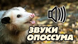 Звук опоссумаopossum sound [upl. by Dlonra]