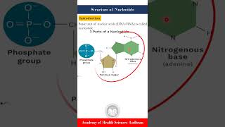 Structure of Nucleotide and Nucleoside by Imran Yaseen [upl. by Einnad]