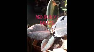 Tineke vs BelizeRed Ruby Rubber Trees [upl. by Carpio903]