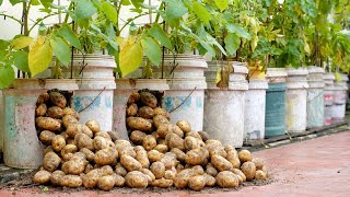 Try this Potato growing method now youll never have to buy Potatoes again [upl. by Lita679]