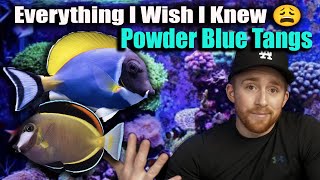 Everything You Need to Know About Powder Blue and Powder Brown Tangs  Watch BEFORE you BUY 🚨‼️ [upl. by Zosima418]